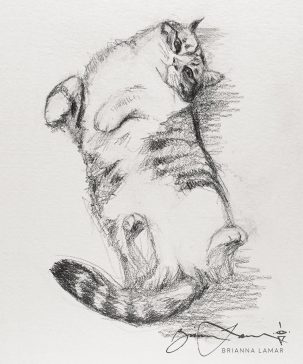 classical fine art cat belly art for sale drawing sketch in pencil