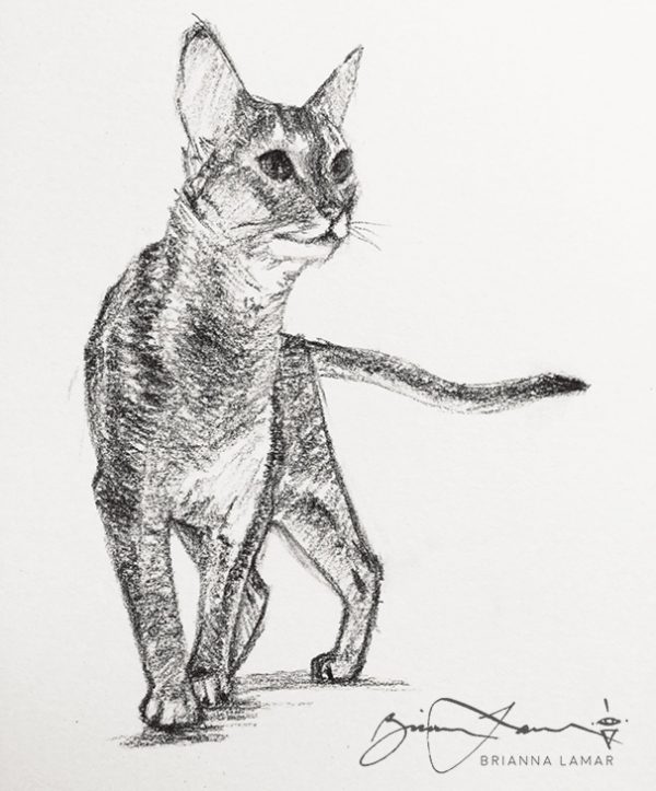 classical fine art abyssinian cat art for sale drawing sketch in charcoal pencil