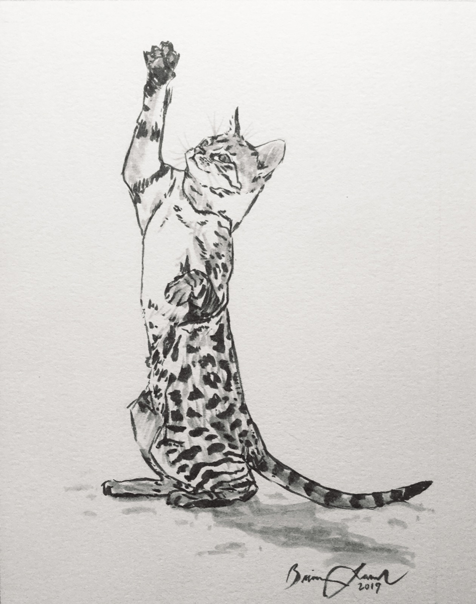 Boris my bengal cat Drawing by Alexandra Riley - Pixels