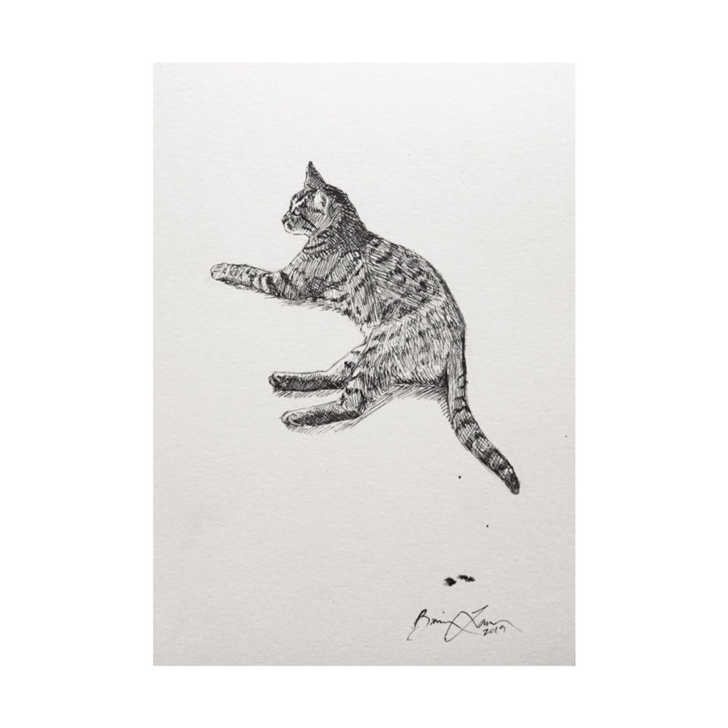 pen and ink cat art crosshatching