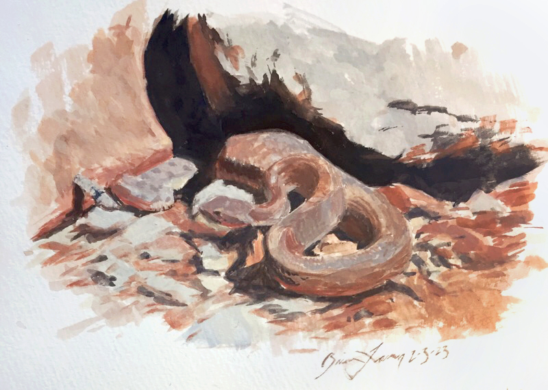 red rock desert snake study in gouache